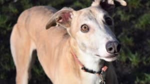 Welfare Code of Practice for racing greyhounds
