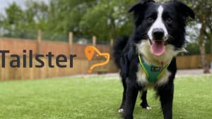 Tailster Perks Supports Hope Dogs